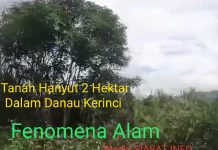News!! Banjir Mengganas, Tanah Bak Pulau Sekitar 2 Hektar Terombang-ambing Mengapung di Danau Kerinci