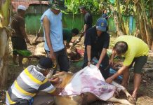 Perayaan Hari Raya Idul Adha 1445 H/2024 M, PWI Jambi Sembelih 2 Ekor Hewan Kurban