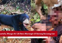 Diserang Beruang Liar, Mustafa Warga Air Liki Merangin Terluka Parah