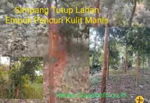 Aksi Pencurian Kulit Manis Areal Perladangan Simpang Tutup Kerinci Marak, Pelaku Maling Bebas Beraksi, Pemdes Cuek