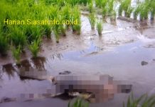 Heboh!! Mayat Telungkup Tanpa Busana Ditemukan Warga Danau Kerinci Dalam Sawah
