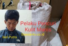 Ikel Pelaku Pencurian Kulit Manis Berhasil Ditangkap Unit Reskrim Polsek Gunung Kerinci