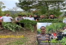Polres Kerinci Sisir Habis Temuan Pohon Ganja 1,5 Meter di Sungai Dalam Kayu Aro